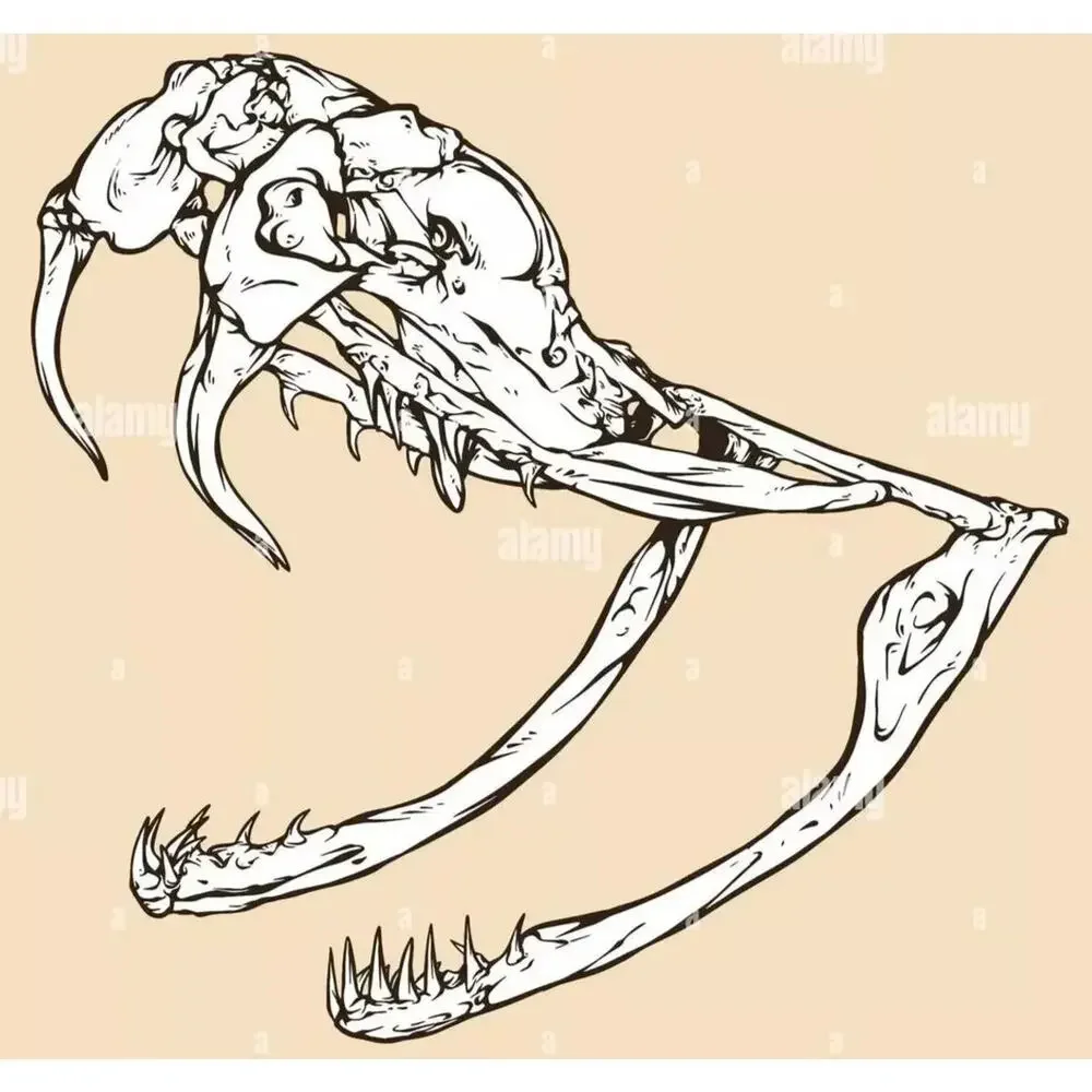 4 Puzzles!! Western Diamondback Rattlesnake Snake Skull FANGS SPECIMEN SK4C